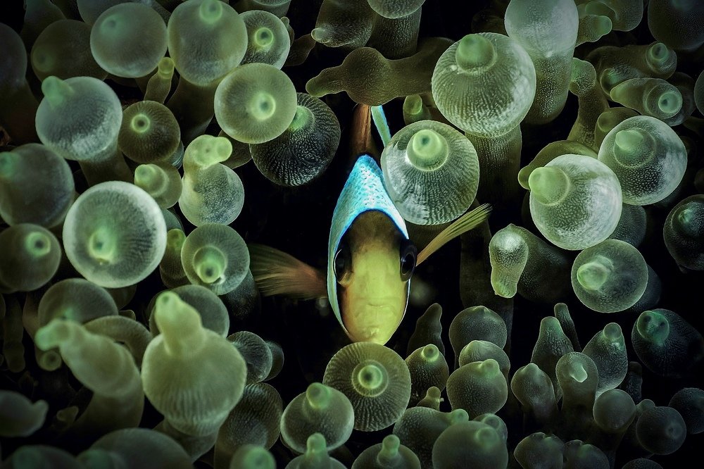 Photograph by Serge Melesan