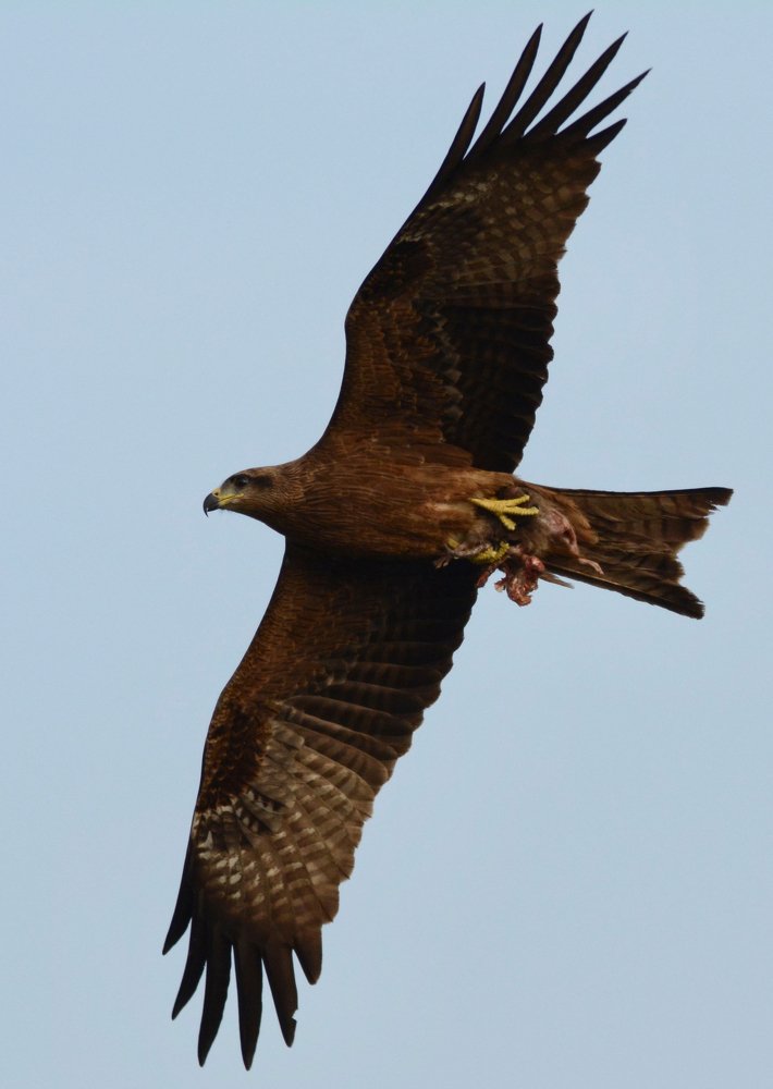 Photograph by Bhavana Sivayokan