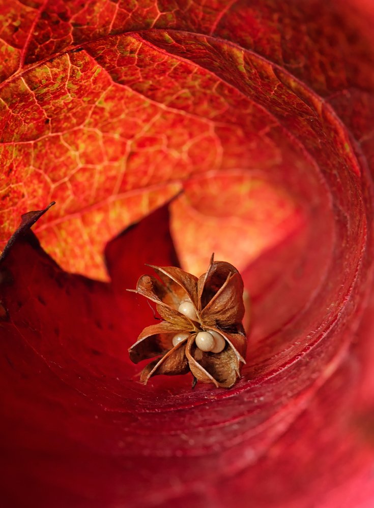 Красота внутри