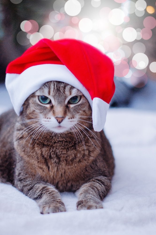 16-й Новый год Риты