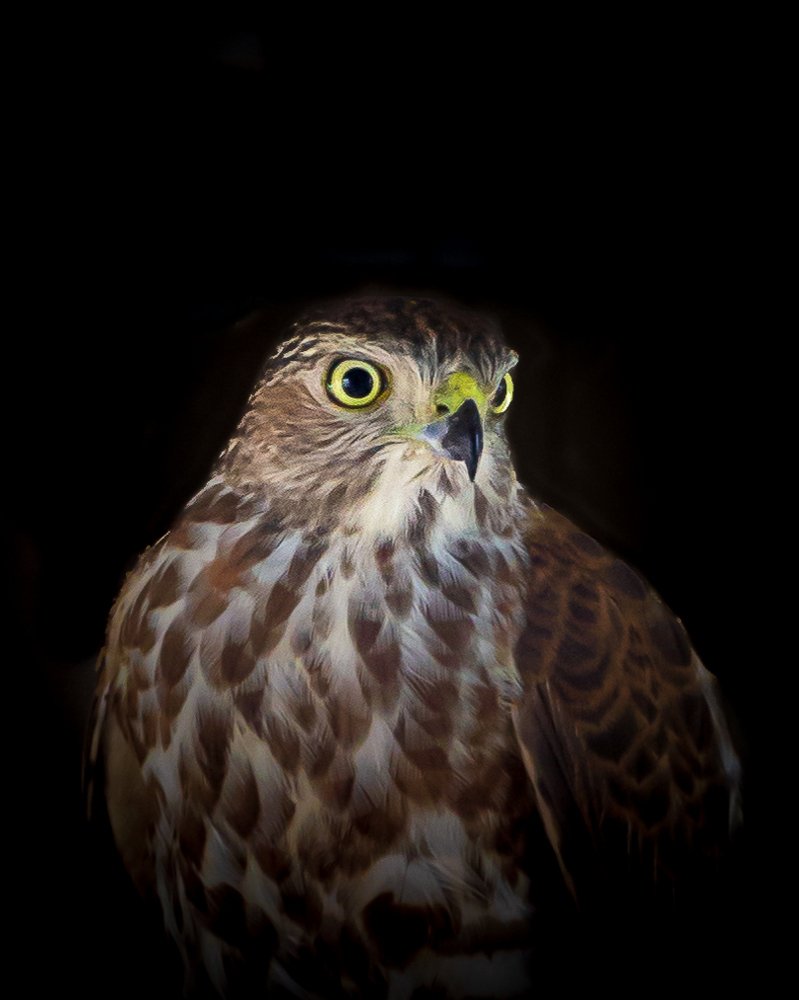 Photograph by Yashwanth Pavanan