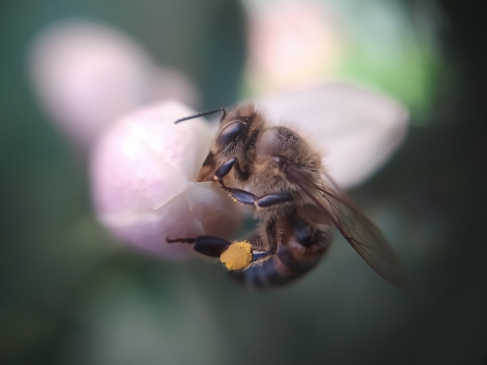 The thirst of the bee