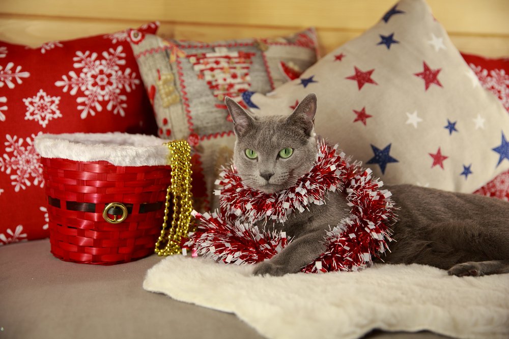 У кота тоже новый год