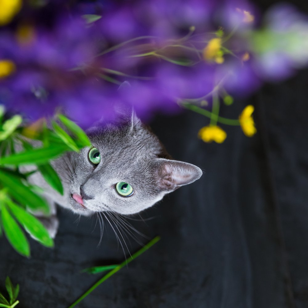 Photograph by Ирина Бородовская