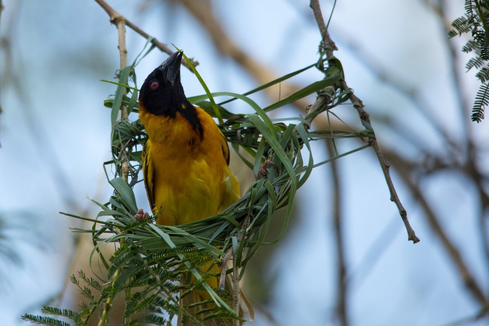 Photograph by Somdev Sen