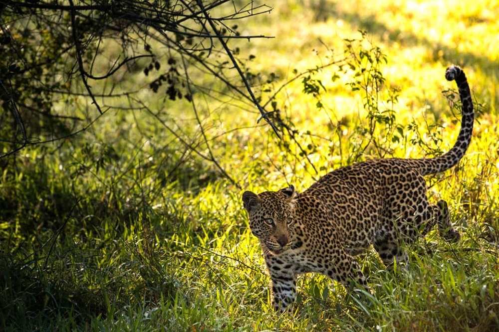 Photograph by Somdev Sen