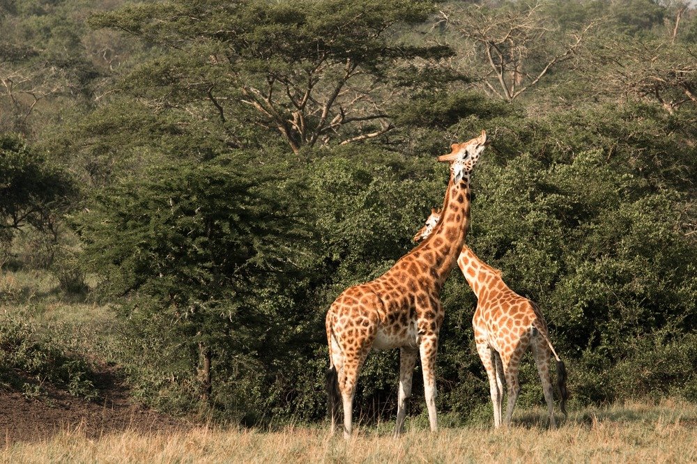 Photograph by Somdev Sen