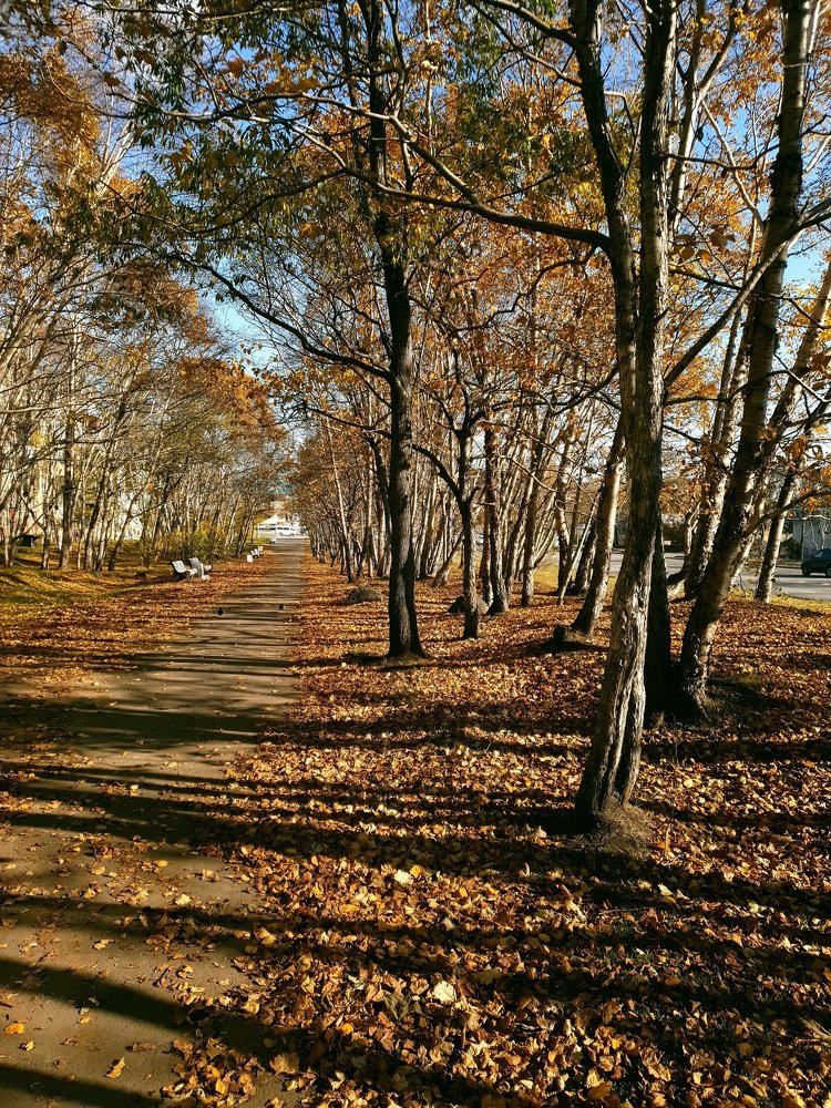 Прогулка по аллее.