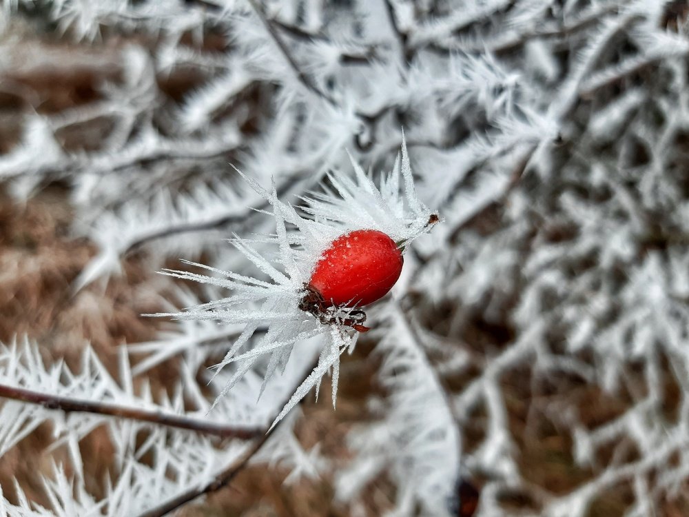 Photograph by Martin Majling