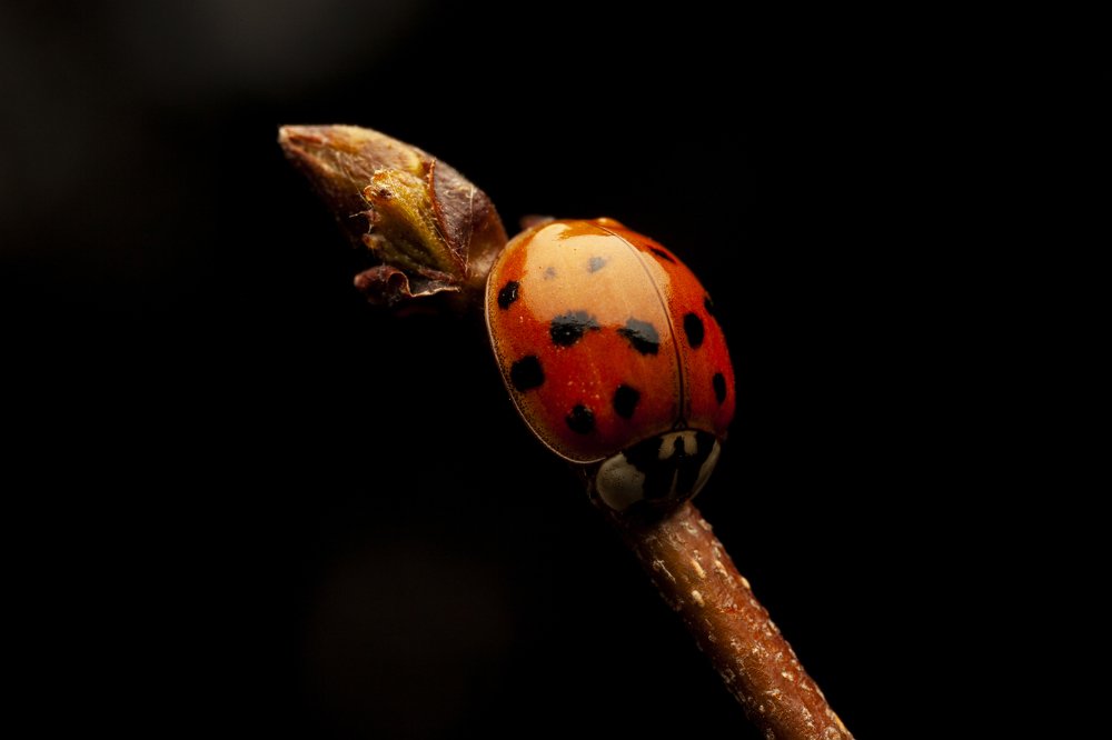 Photograph by Артем Кравец