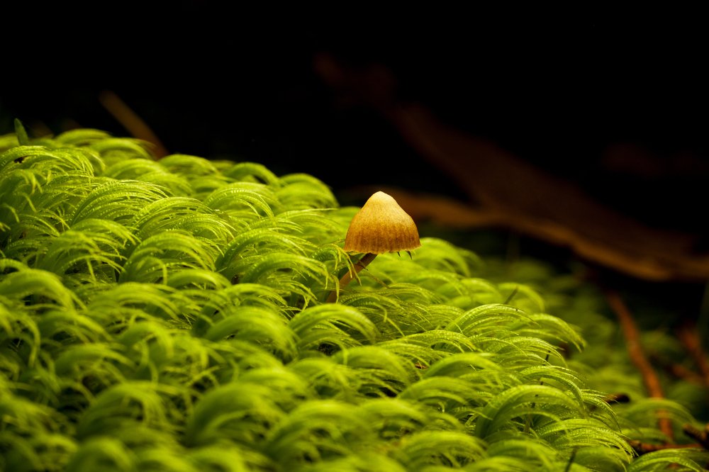 Photograph by Артем Кравец