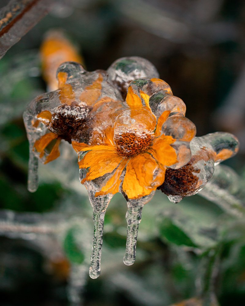 Цветы в глазури