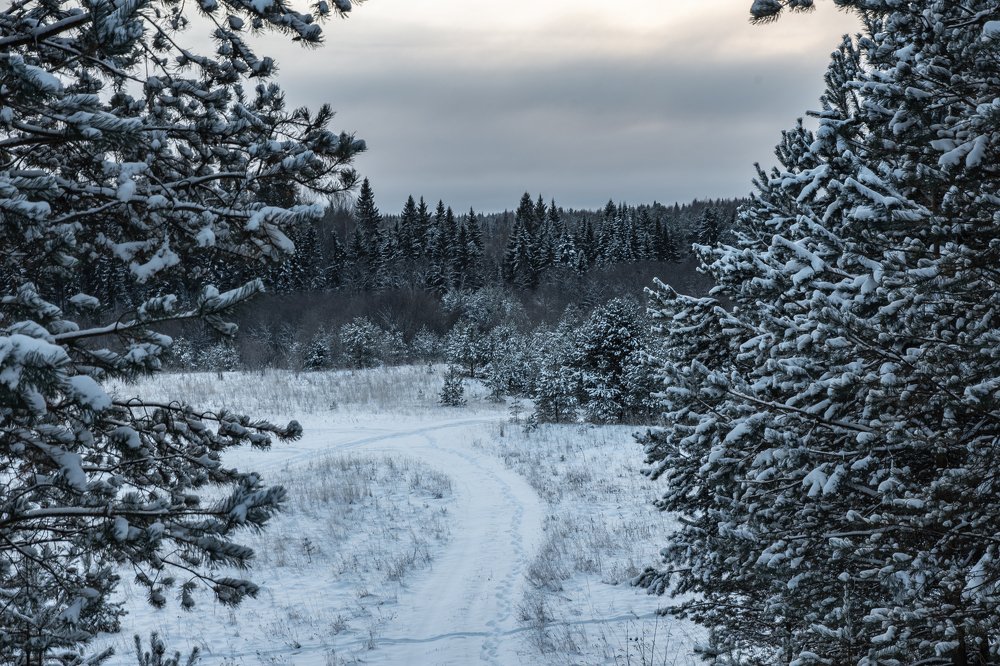 Лесная дорожка