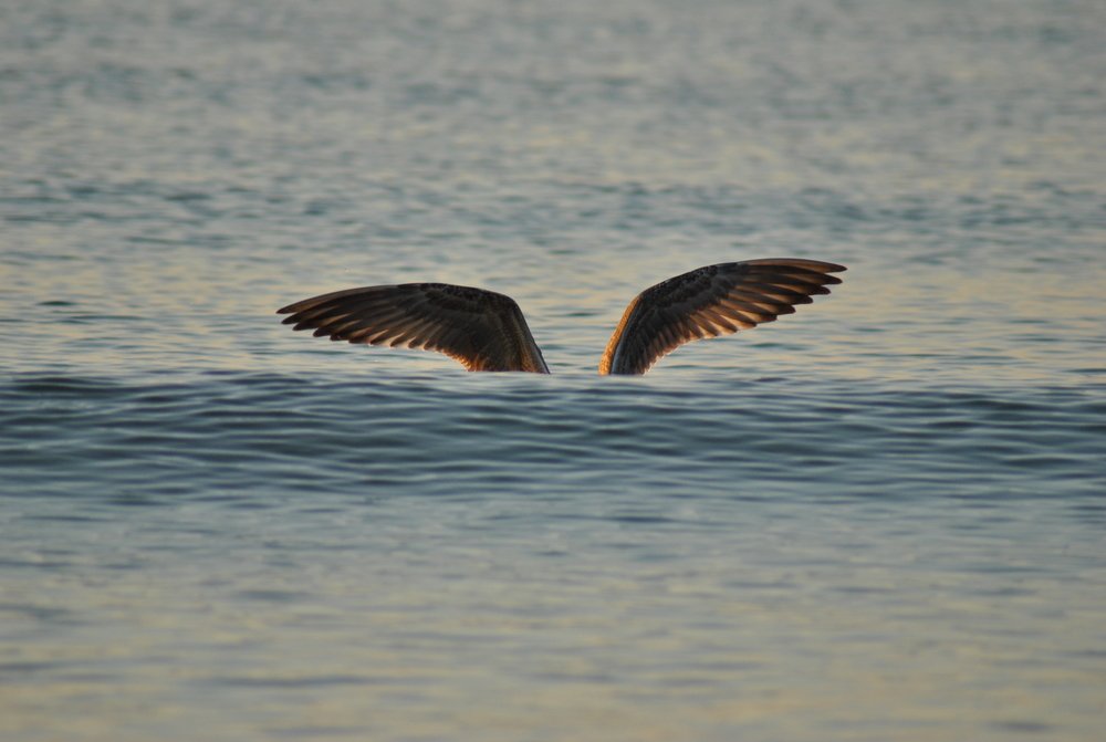 The sea caught wings