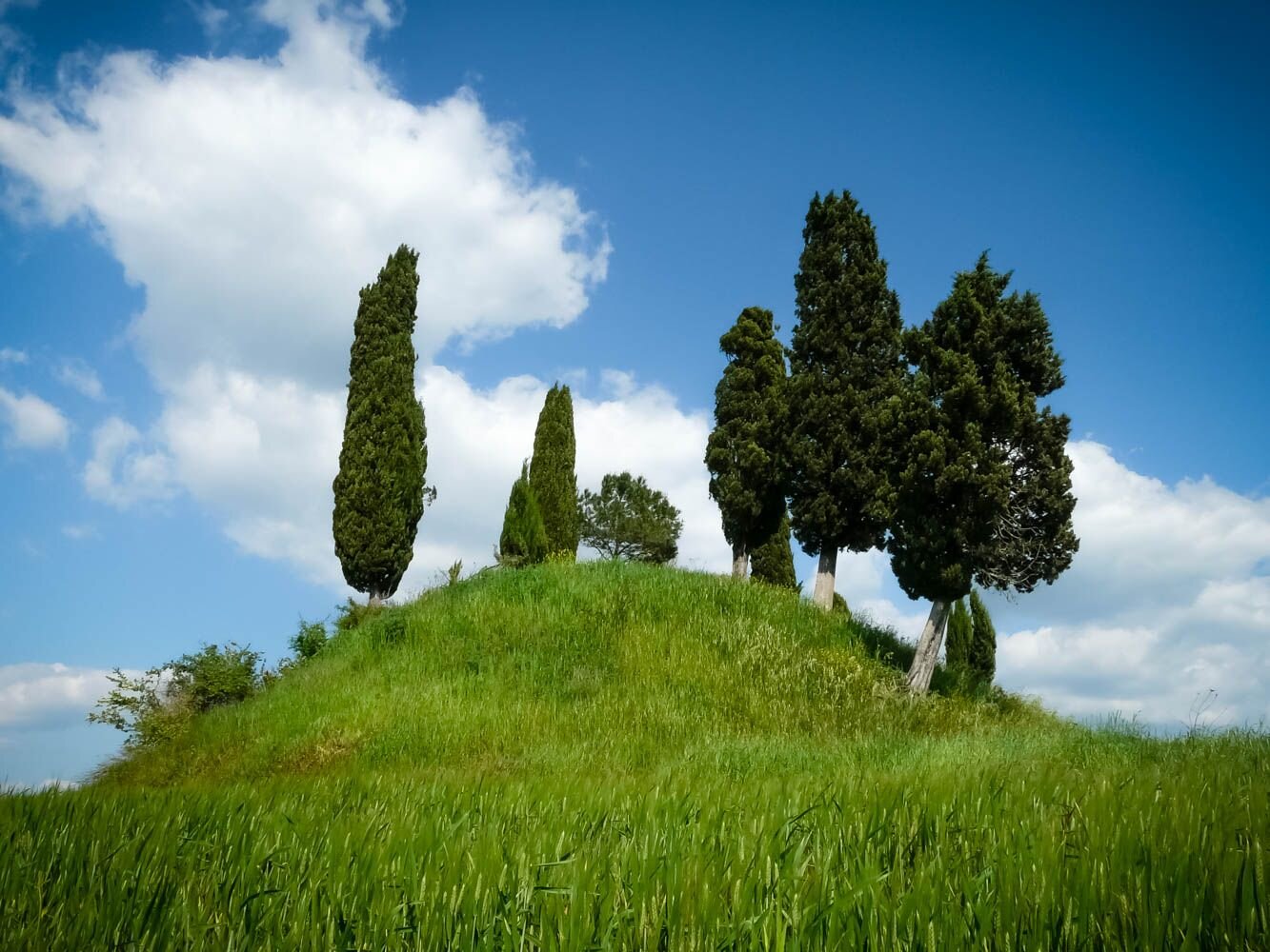 Trees