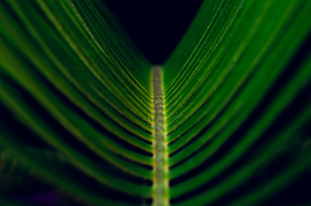 Идеальная парабола мира растений