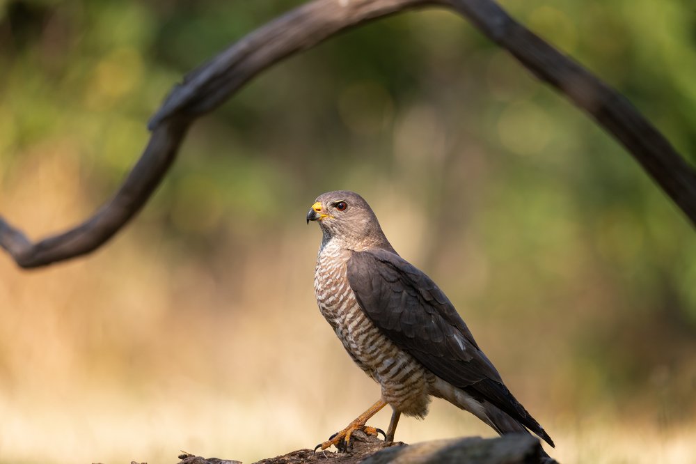 Levant Sparrow Hawk
