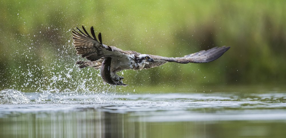 Osprey with catch