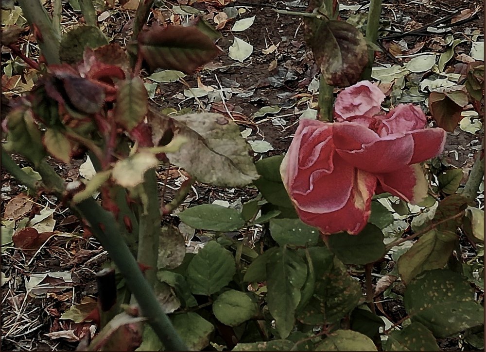 Цветок осени