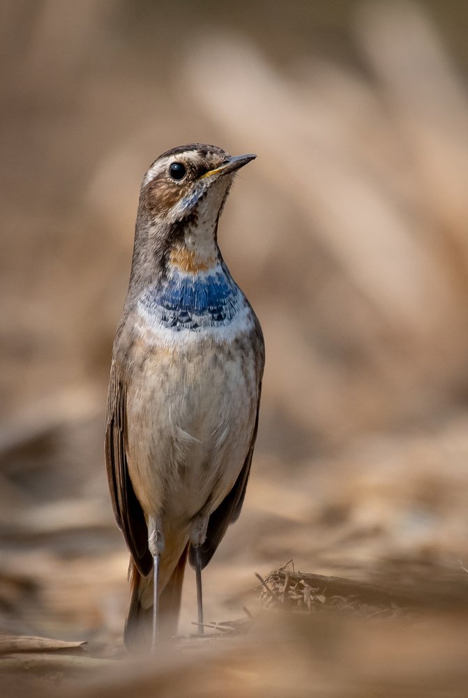 Фотография автора Grace Rani