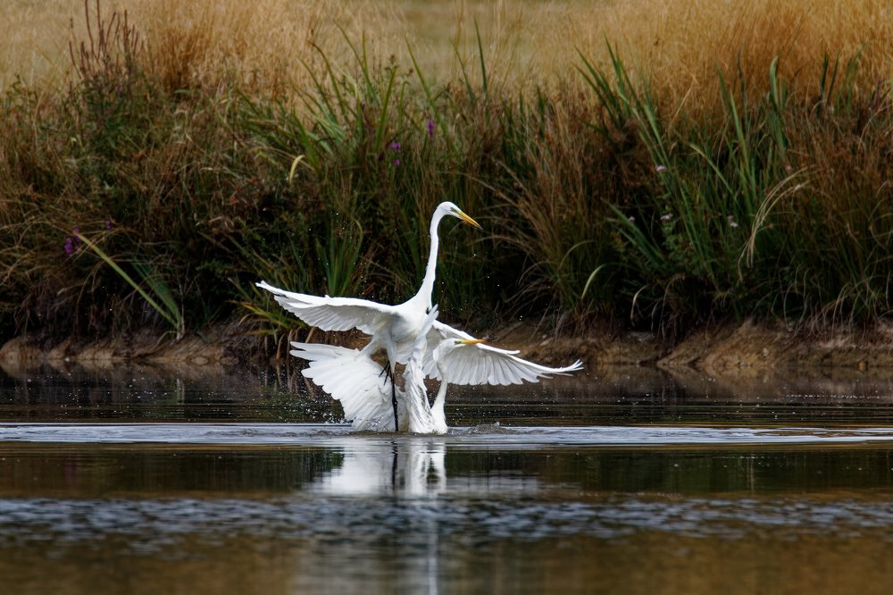 great egret fight