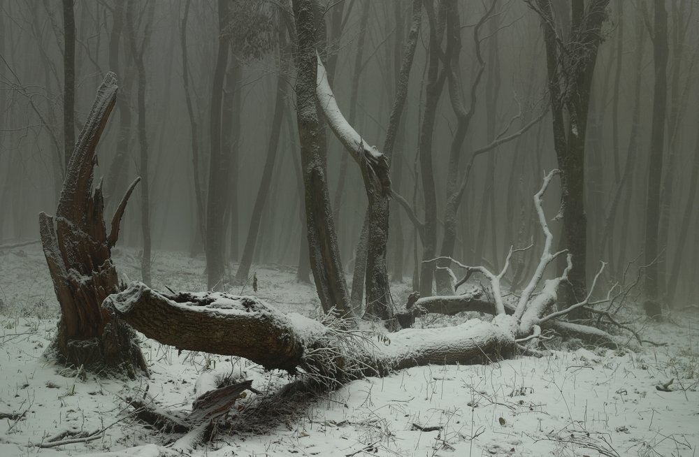 Туманное утро