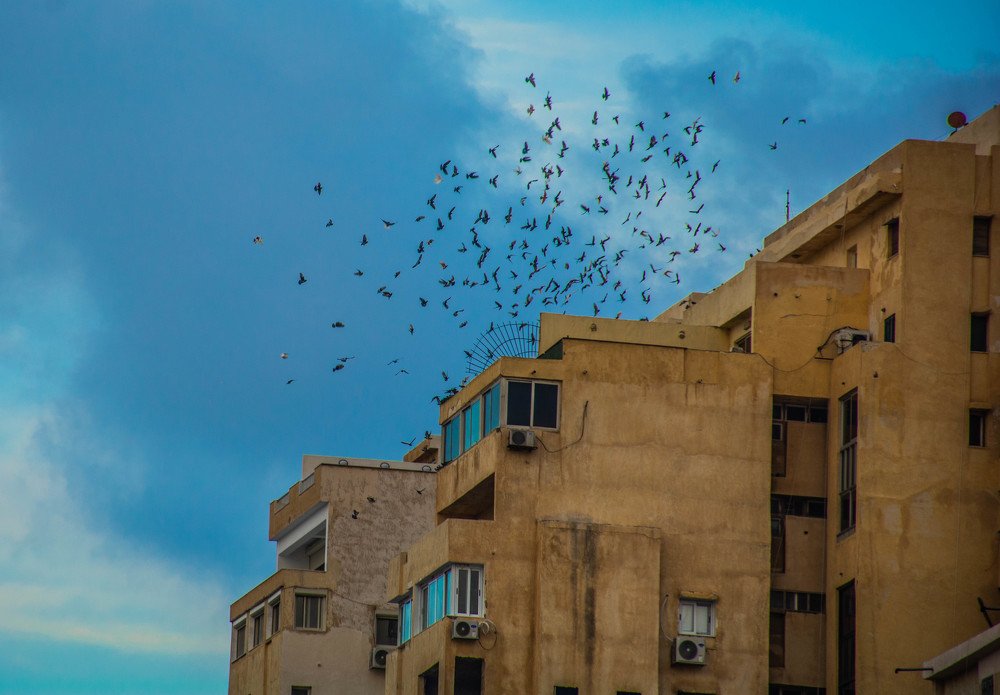 Photograph by Eslam Elsayed Eldaramlly