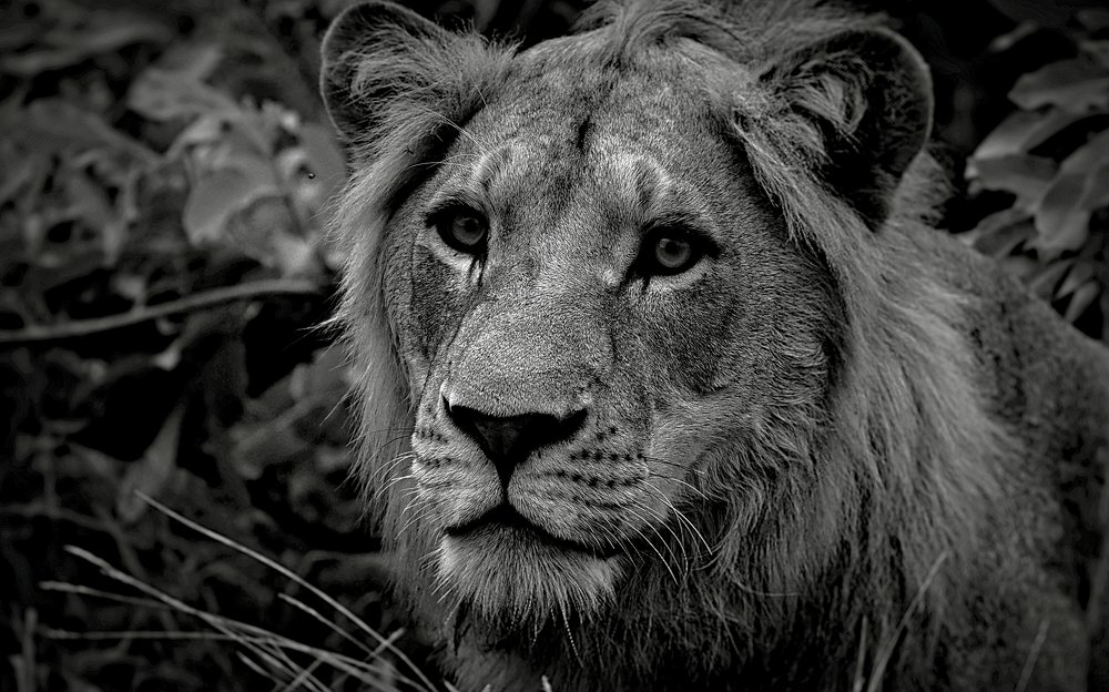 Photograph by Jacques Nel