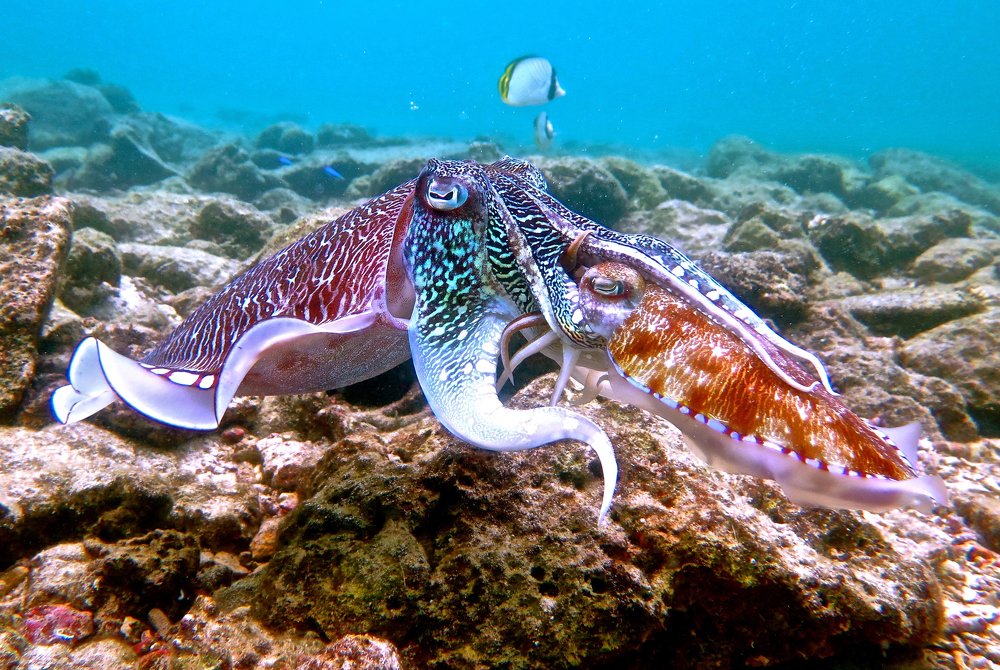 cuttlefish family