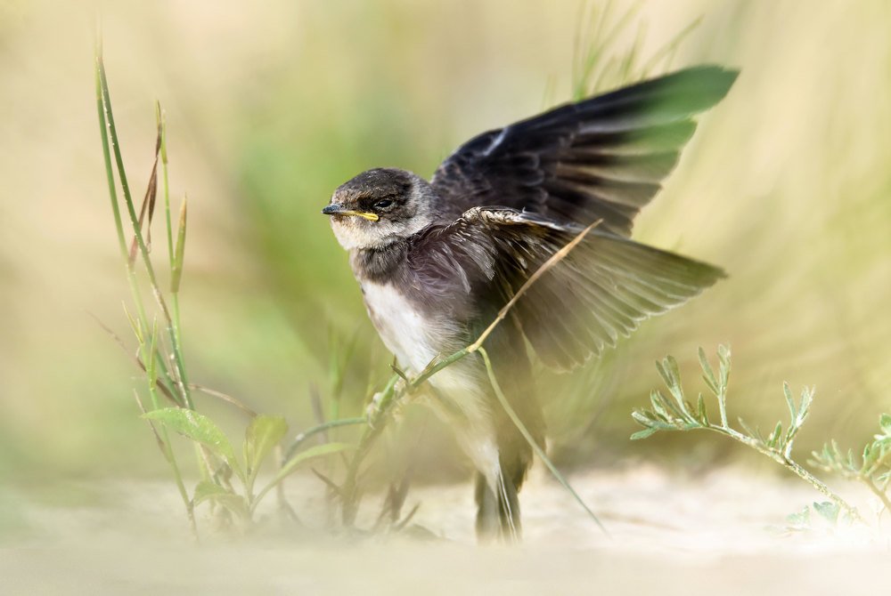 Ласточка береговушка