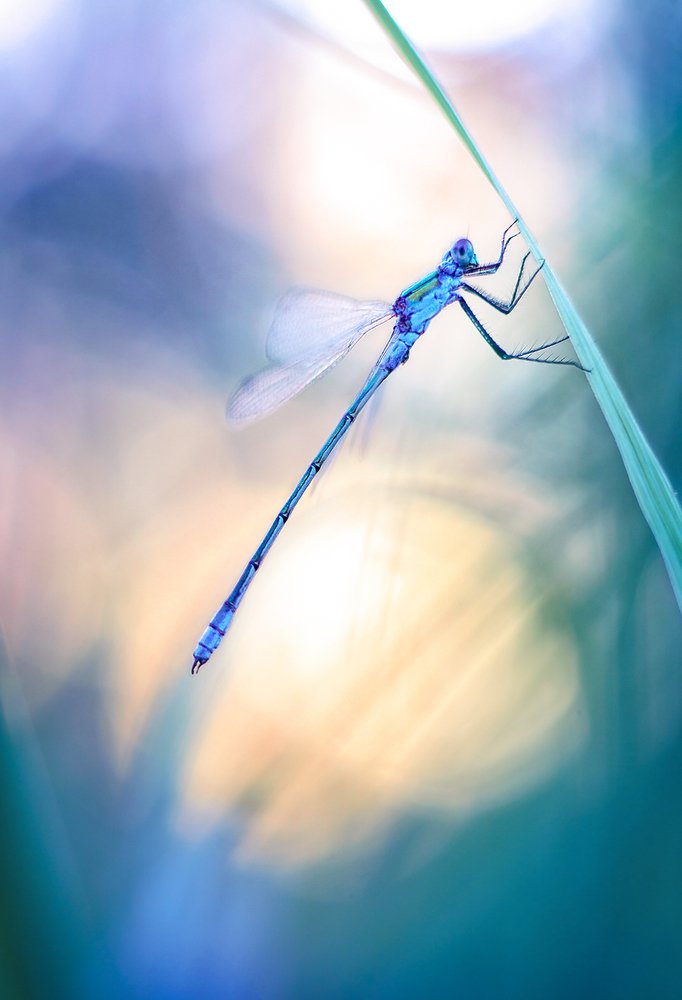 В вечернем свете