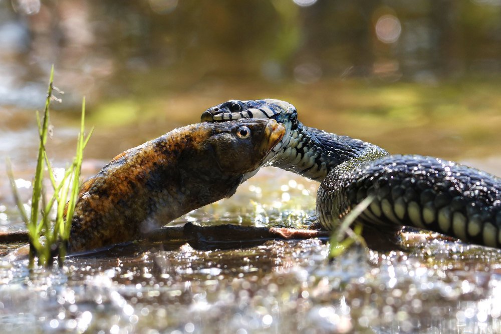 Photograph by Чернобай Анна