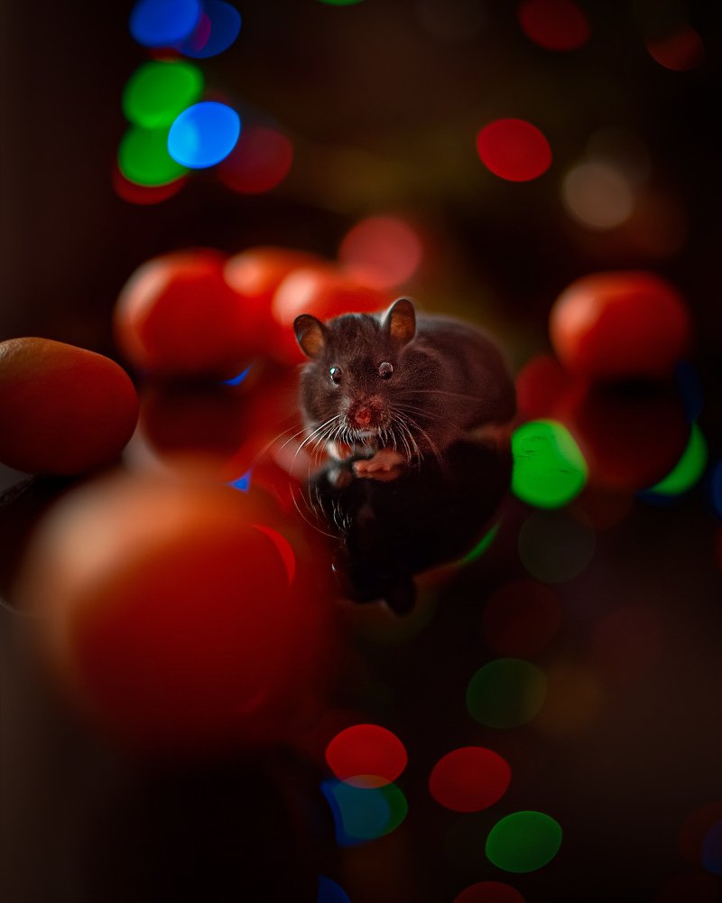 Фотография автора Елена Баклач