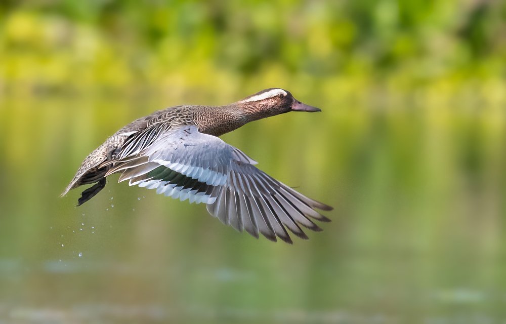 GARGANEY