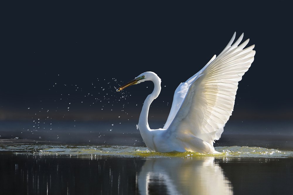 Photograph by Чернобай Анна