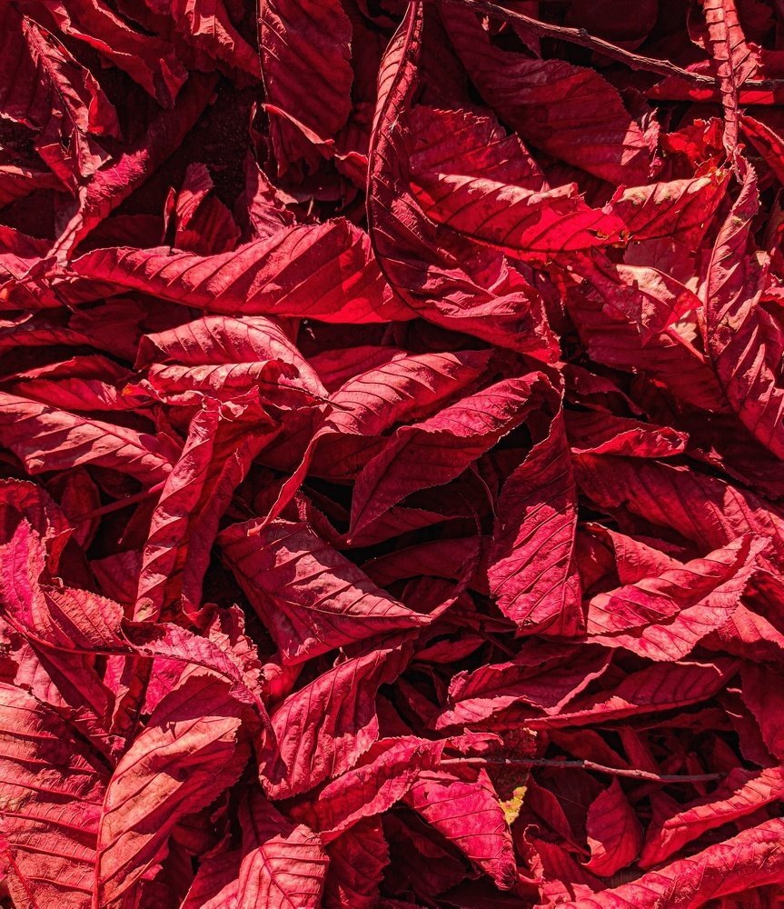 Photograph by Карина Берещанская