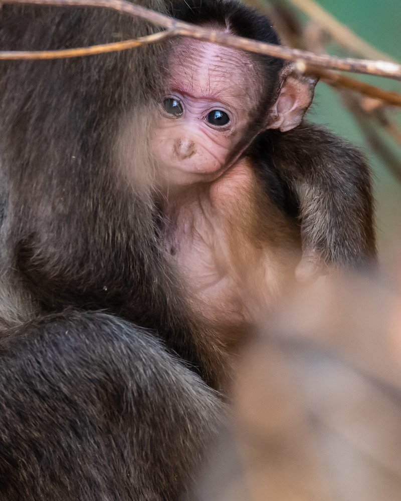 Фотография автора Gopal Sutar