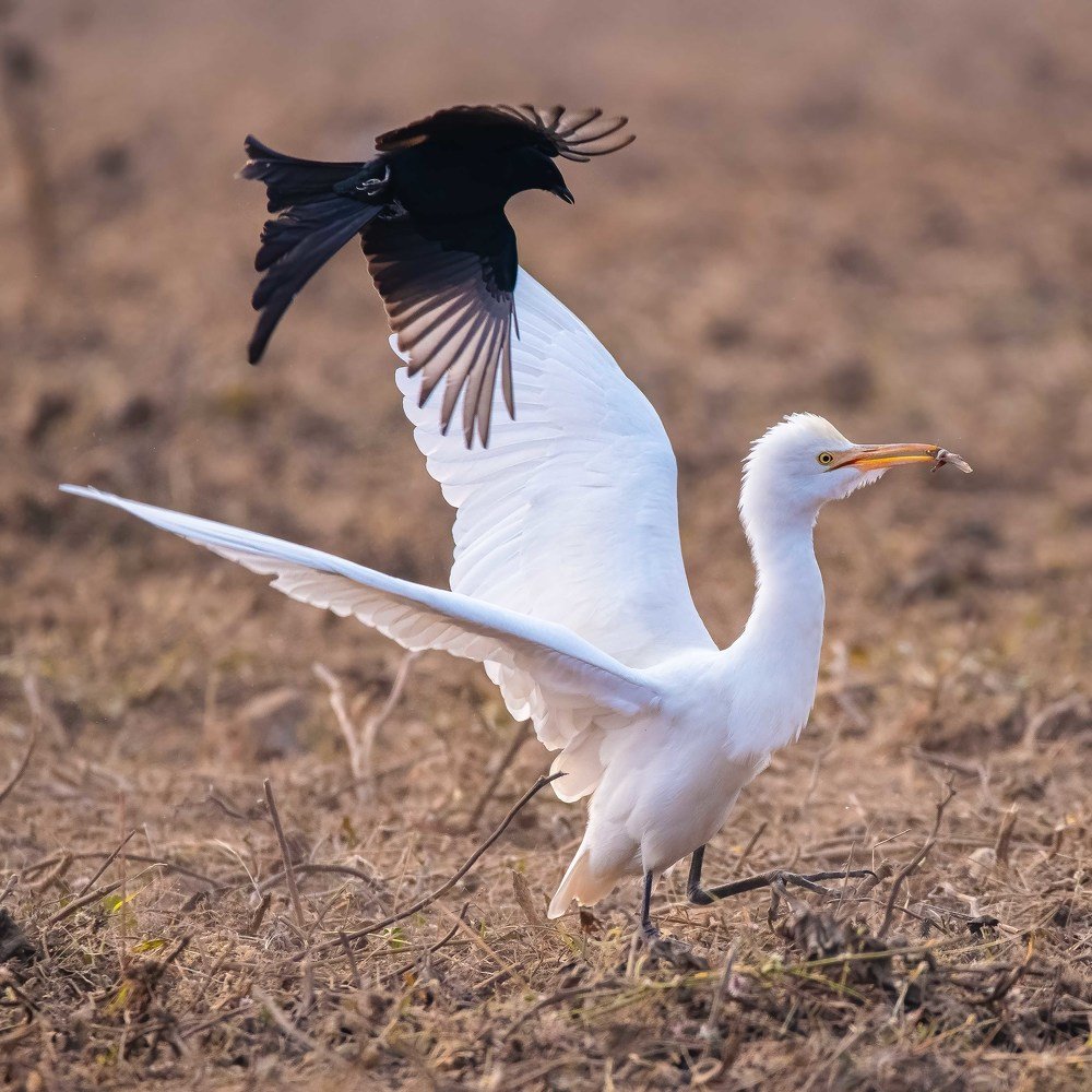 Фотография автора Gopal Sutar