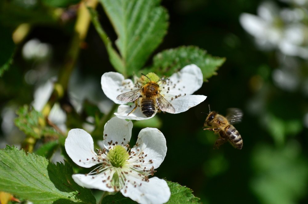 Photograph by Ирина Глушенкова