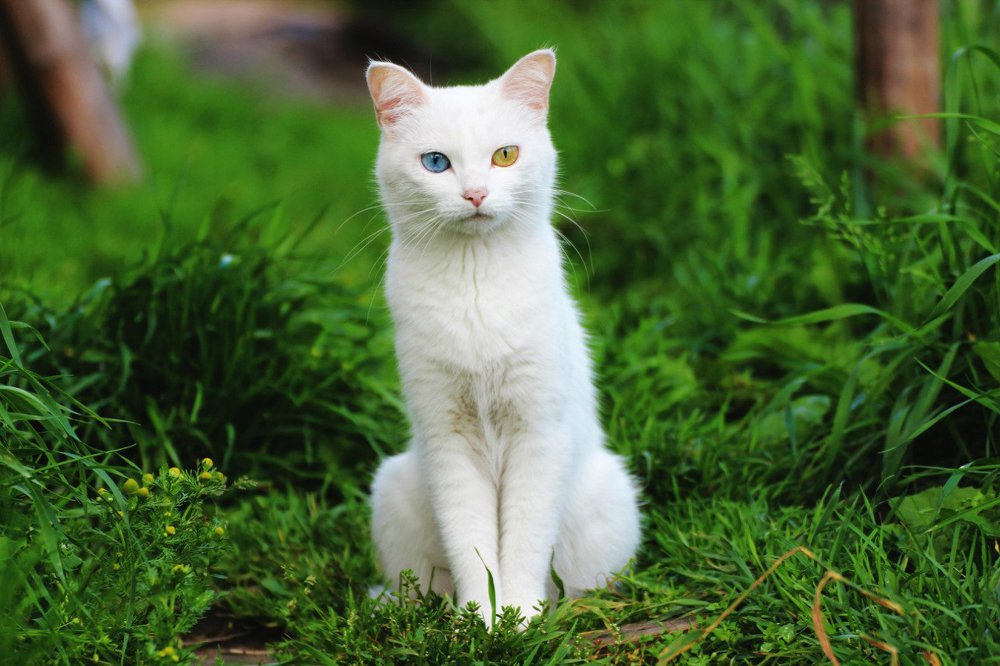 Фотография автора Андрей Шувалов