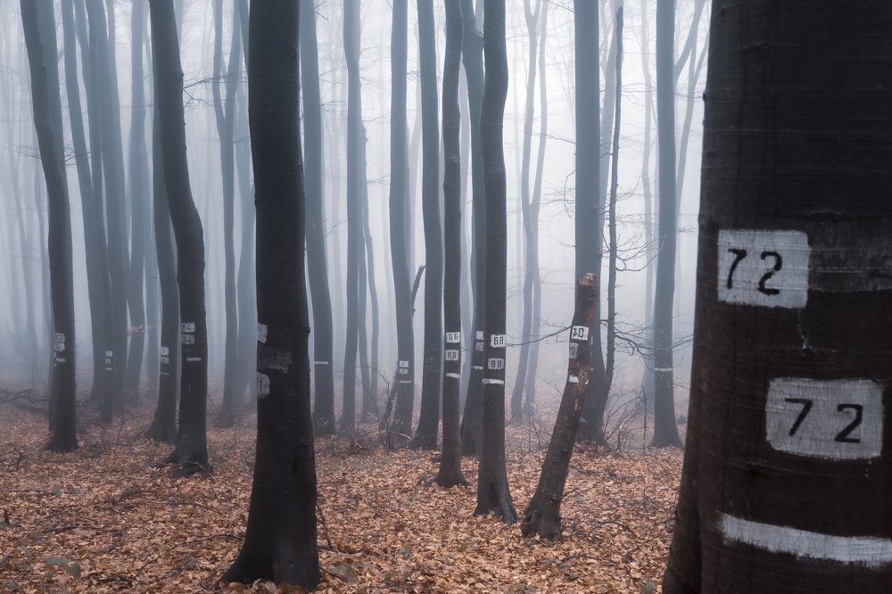 Photograph by Георги Георгиев