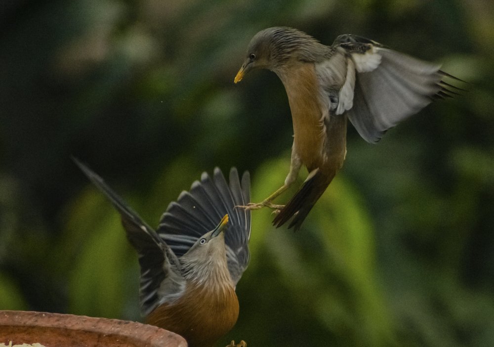 Photograph by RITUBRATA BANERJEE