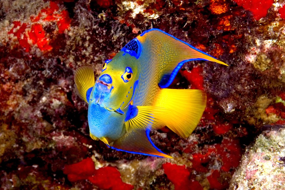 Photograph by Armando Jenik