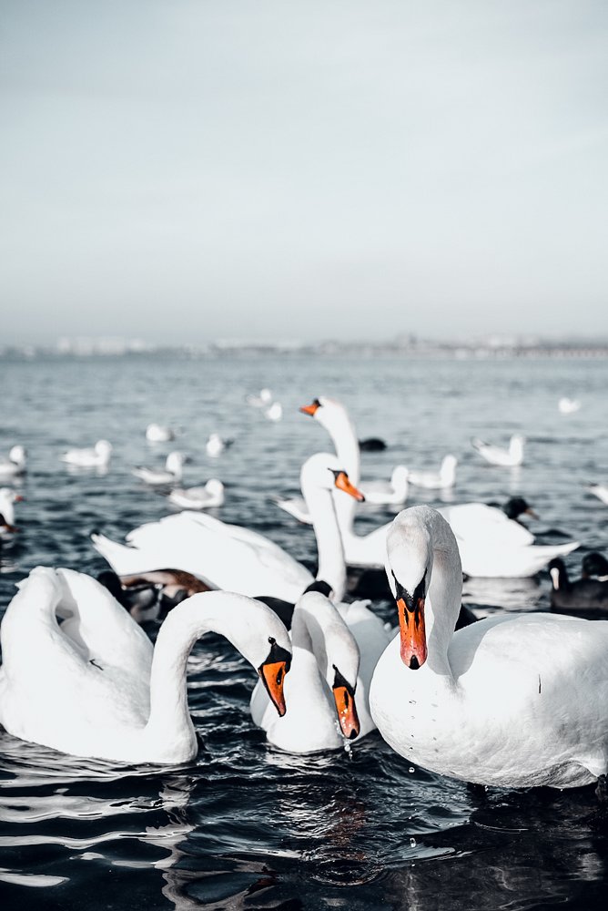 Photograph by Микаил Зулфугаров