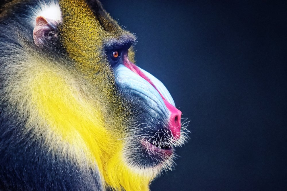 Mandrill