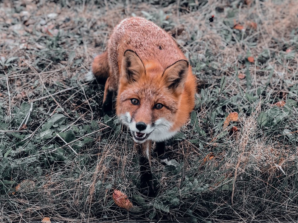 Photograph by Микаил Зулфугаров