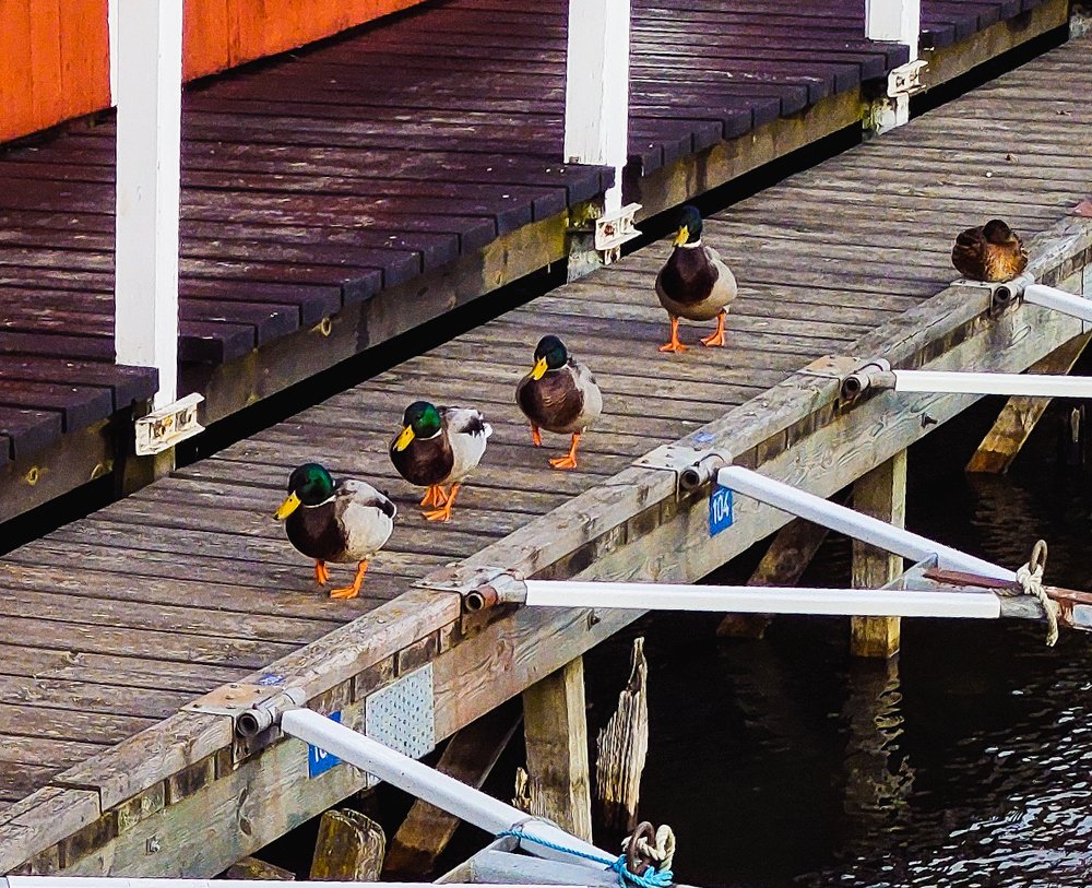 Photograph by Lina Engblom