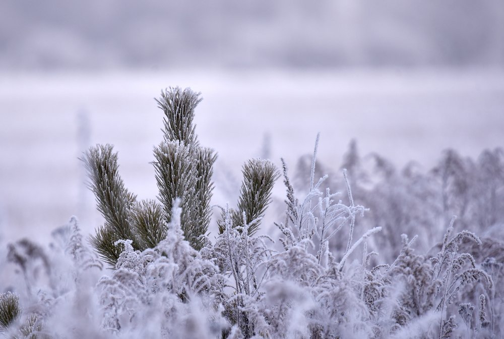 Photograph by наталья залогина