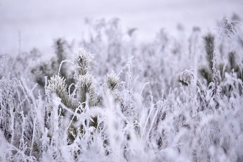 Photograph by наталья залогина