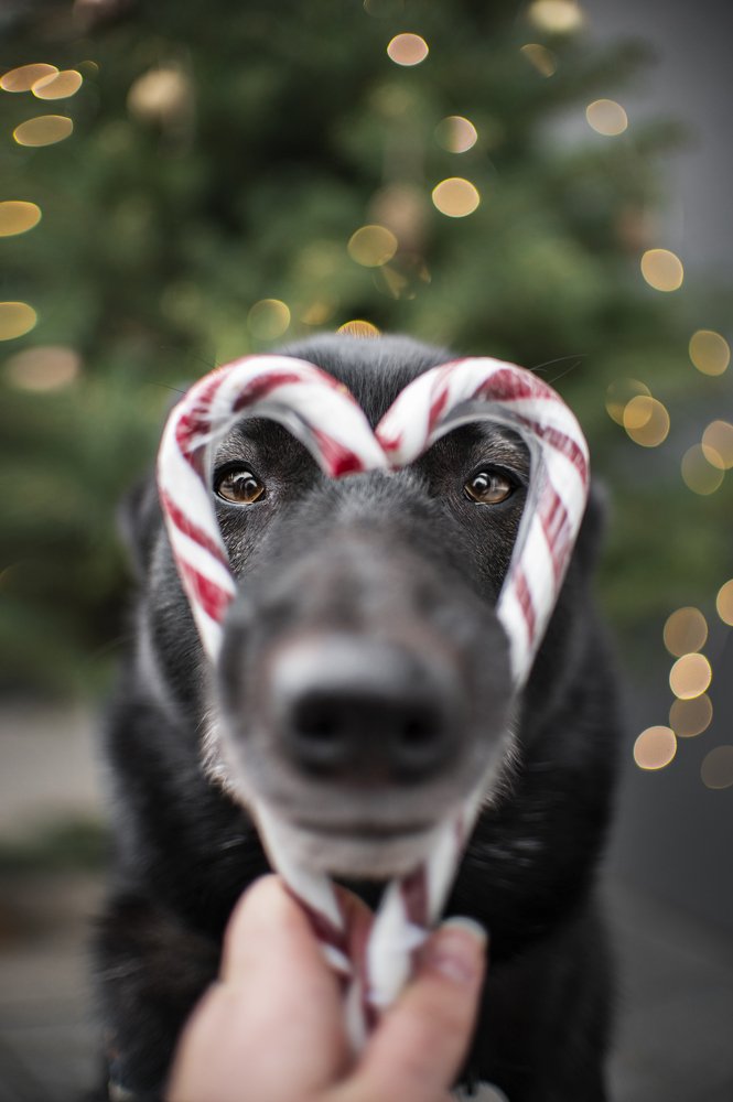 Photograph by Кристина Чижмар